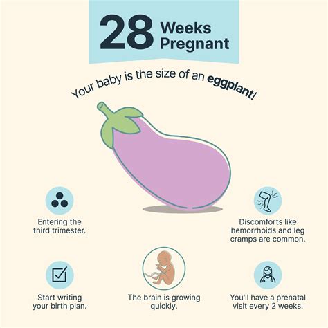 28 Weeks Pregnant | Pregnancy Week-by-Week - Dario Connect