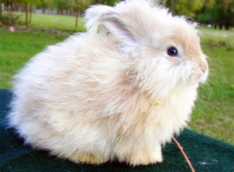 PETS: Angora Rabbit