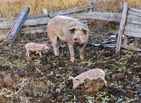 在农场养猪的家庭有高清图片下载-正版图片503783948-摄图网