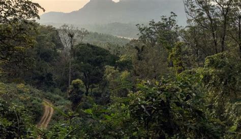 Pepper Trail in Wayanad for Pool Villas, Treehouses and Plantation ...