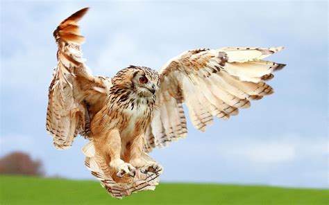 close-up, spread wings, vertebrate, outdoors, wings, sky, animal themes ...