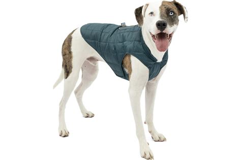 The 10 best dog coats and jackets for pups of all sizes