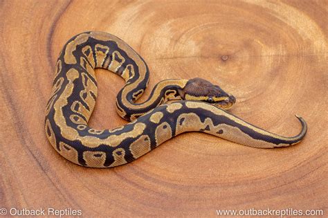 Image result for Za Reptiles Ball Python