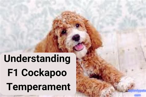 Image result for Cockapoo Temperament
