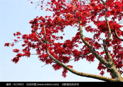 日本红枫树图片-包图网