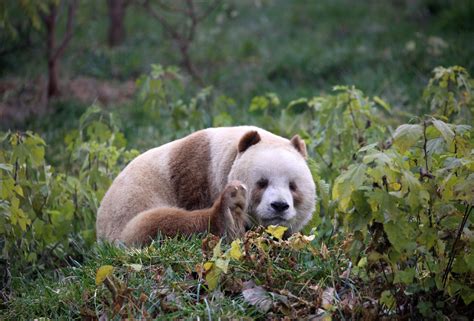 熊猫界唯一有“彩色照片”的七仔春日写真集_新闻中心_中国网