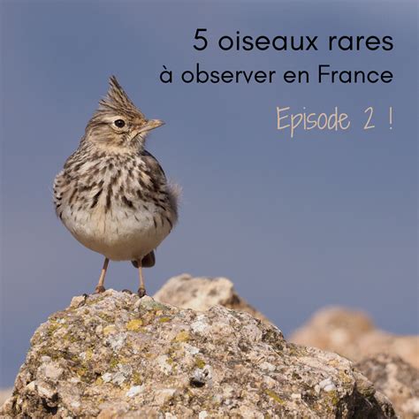 5 oiseaux rares à observer en France - Episode 2 - Une histoire de plumes - Les Oiseaux Rares