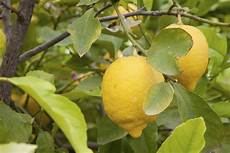 coltivare limoni in vaso come coltivare i limoni in vaso non sprecare coltivare limoni in vaso come coltivare i limoni in vaso non sprecare