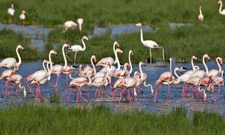 Milli Parklar - Manyas Kuş Cenneti Milli Parkı