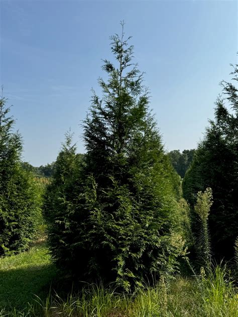 Evergreen Nursery Company Inc | ARBORVITAE STEEPLECHASE