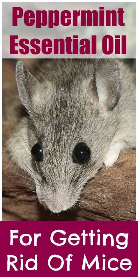 Peppermint Oil For Getting Rid Of Mice - Organic Palace Queen | Getting rid of mice, Peppermint ...