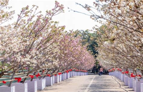 深圳的春天来了，这份二月赏花地图请收好