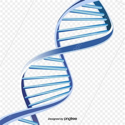 DNA Structure 的图像结果