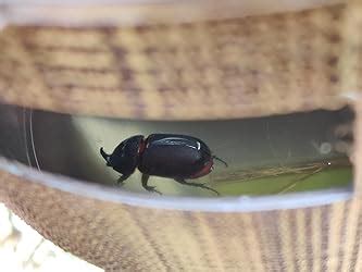 Gaiagen RB Lure® - Pheromone Lure for Rhinoceros Beetle (Oryctes ...