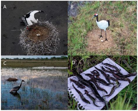 Water | Special Issue : Environmental Flows, Ecological Quality and ...