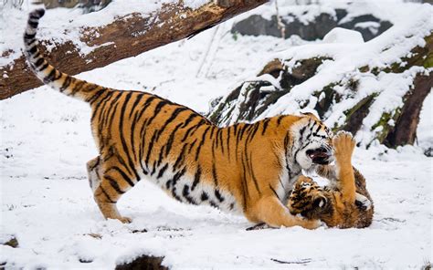 Pictures Siberian tiger Tigers Cubs Winter Snow Animals 1920x1200