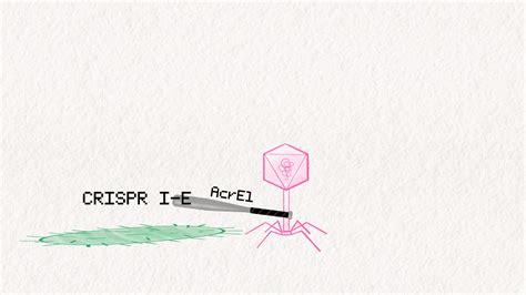 a quick gif explaining selective pressure on evolving CRISPR systems ...