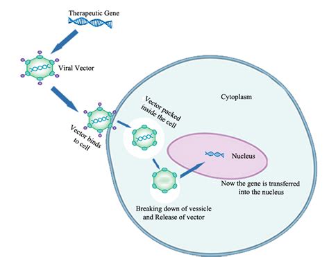 Gene therapy as advanced technology for the treatment of Leukemia: CAR ...