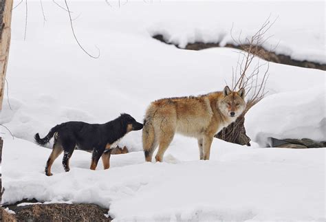 In Heat | Nature inFocus