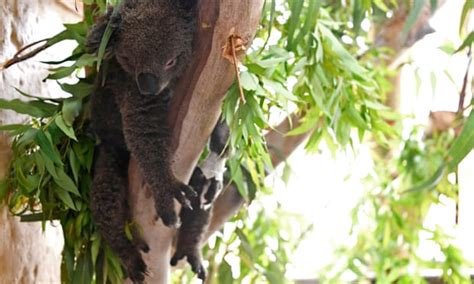 'Ecological Disaster': Australian Bushfires Endanger Koalas, Wallabies