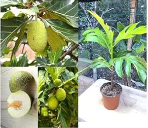 Plantopia Breadfruit (Artocarpus altilis) Live Plant | Tropical High ...