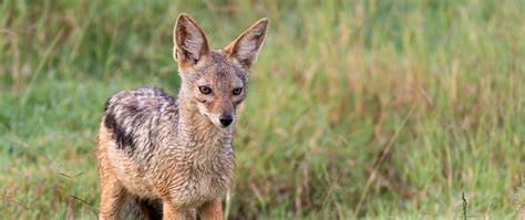 Download wallpaper 2560x1080 american fox, fox, predator, animal ...