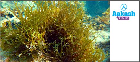 Thallophyte in Biology: Definition, Types and Importance | AESL