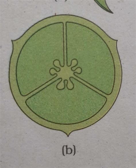 an example of axile placentation is a)dianthus b)lemon c)marigold ...