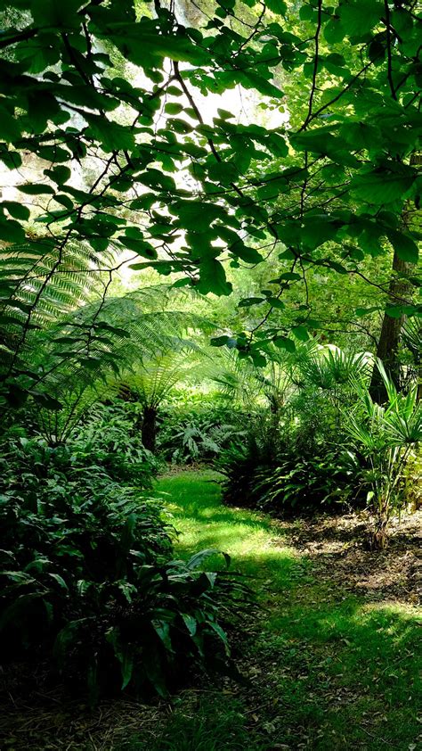 Download wallpaper 938x1668 fern hollow, fern, trees, grass, green ...