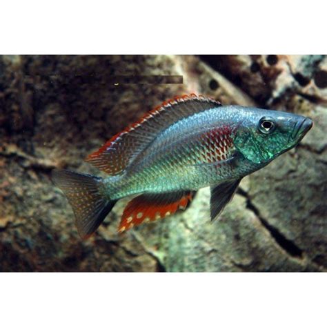 DIMIDIOCHROMIS STRIGATUS (2.5inch)