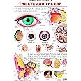 Buy The Eye & the Ear Wall Chart (Human Body Chart) - Both Side Hard ...