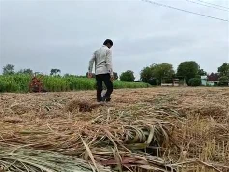Farmers demanded compensation for loss of maize, jowar, millet and ...