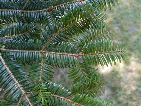 Abies grandis - Grand fir | Westonbirt