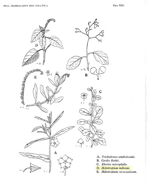 Herbarium JCB