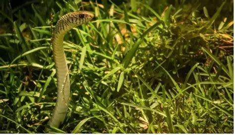 Most beautiful but dangerous plants never grow these at your house else ...