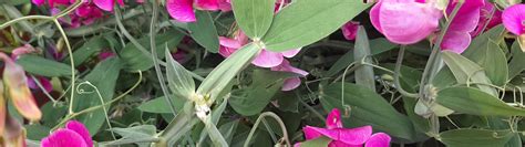 Download wallpaper plants, colors, Peas, section nature in resolution ...