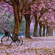 Image result for Desktop Background Wallpaper Spring