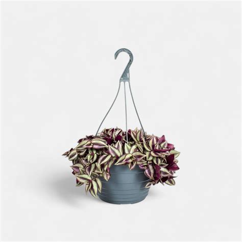 buy hanging plants online at lowest price - plantsguru