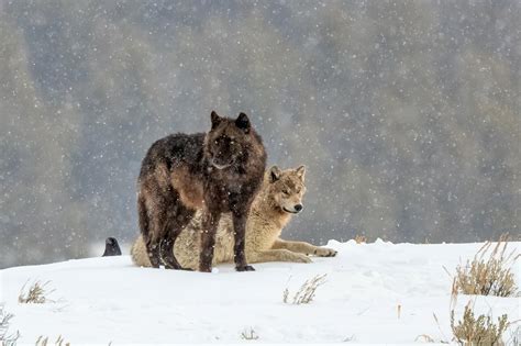 Colorado is Ready for Wolves! Final Regulations and What to Expect this ...