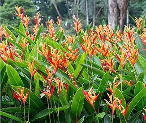 Plant Nursery Online Heliconia Psittacorum, Lady Diana, Red, Yellow ...