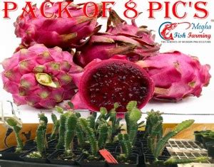 Megha Fish Farming Dragon Tree Price in India - Buy Megha Fish Farming ...