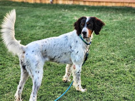 Spur - Southwest English Setter Rescue