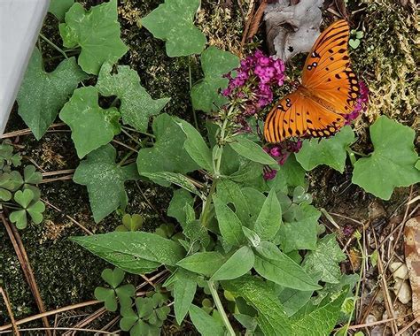 Proven Winners Red 'miss Molly' Butterfly Bush (buddleia) Flowering ...