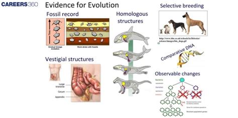 Evidence of Evolution 的图像结果