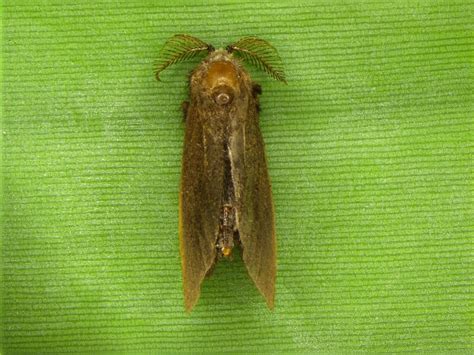 Banana bagworm, Kophene cuprea