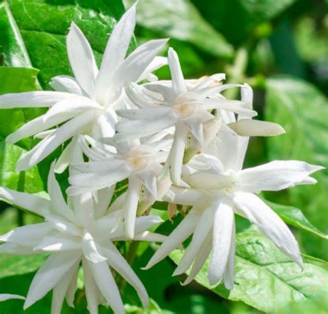 Outdoor Plants – Indian Gardens