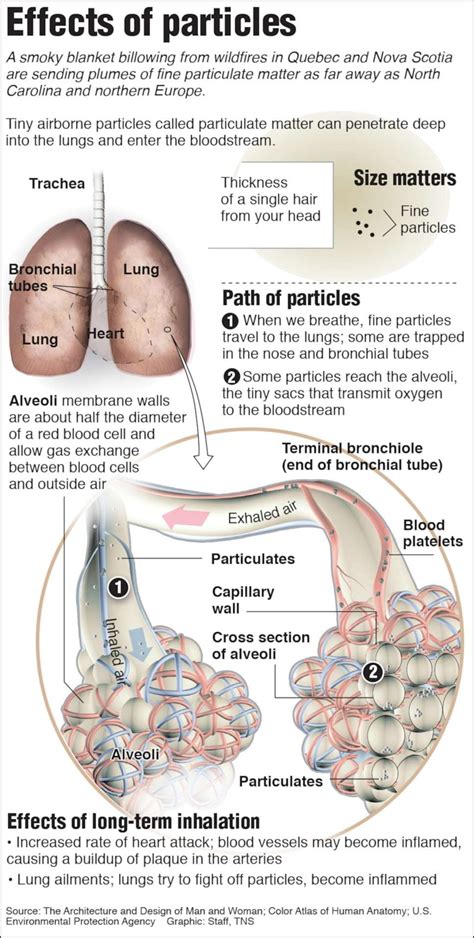 Image result for Particulates Health Effects