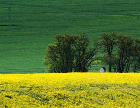 Rapspreise steigen auf 12-Monatshoch – Landwirte verdienen mit Raps ...