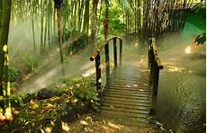 Wallpaper Free For Desktop by Free Hd Bamboo Wallpapers Pixelstalk Net Wallpaper Free For Desktop