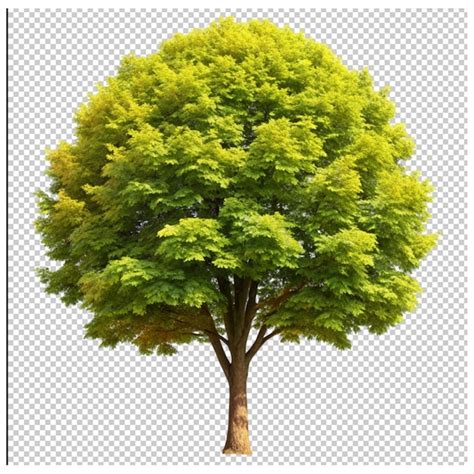 Acer platinoids on transparent background | Premium AI-generated PSD